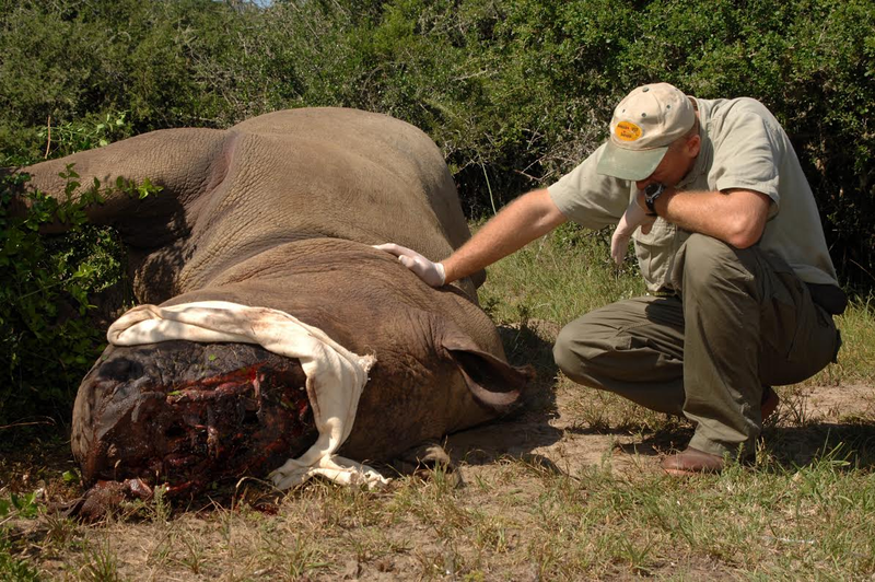 Illustration for article titled The Controversial, Mad Science Strategy to Save Earth's Rhinos